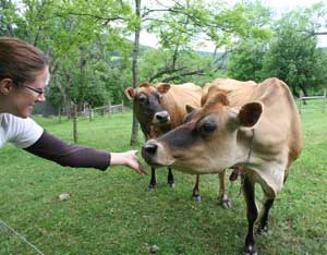 How to Start and Manage a Micro Dairy, Step 11: Choosing the Cows Image